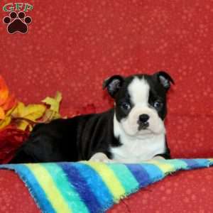 Pansy, Boston Terrier Puppy
